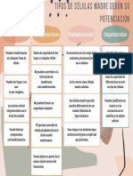 Totipotencuales Pluripotenciales Unipotenciales Multipotenciales