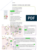 Biosintesis Y Control Del Grupo Hem: Protoporfirina Existe Distintos Isómeros