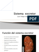Sistema Excretor: Luis Felipe Segura Chávez