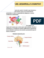 Fund Del Desarrollo Cognitivo