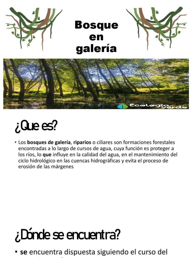 Bosque de Galeria PDF