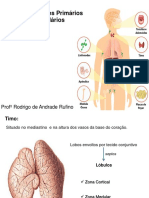 Órgãos Linfoides Primários e Secundários: Profº Rodrigo de Andrade Rufino