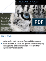 Cellular Respiration and Fermentation: Urry - Cain - Wasserman - Minorsky - Reece
