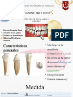 Universidad Autónoma de Tlaxcala: Canino Inferior