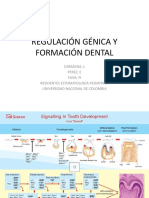 Regulación Génica Y Formación Dental
