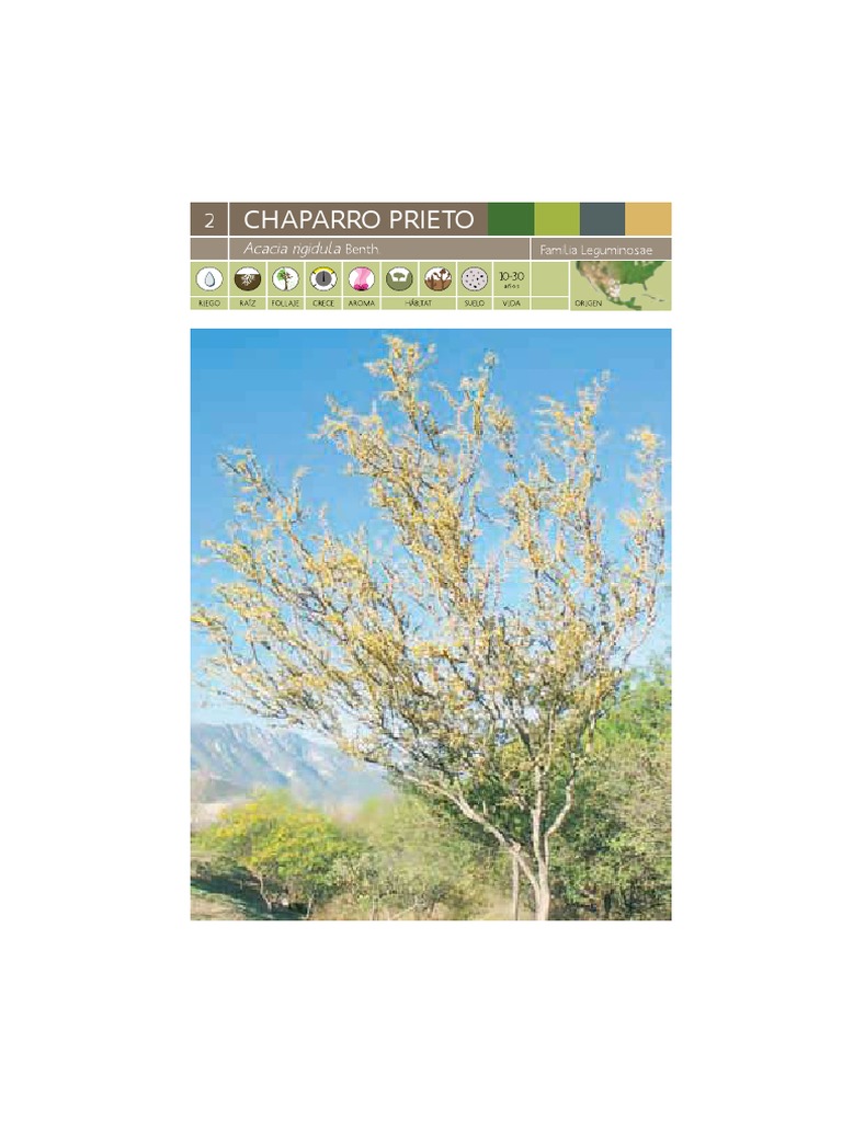 Flora y árboles nativos de Honduras | PDF