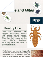 Lice and Mites