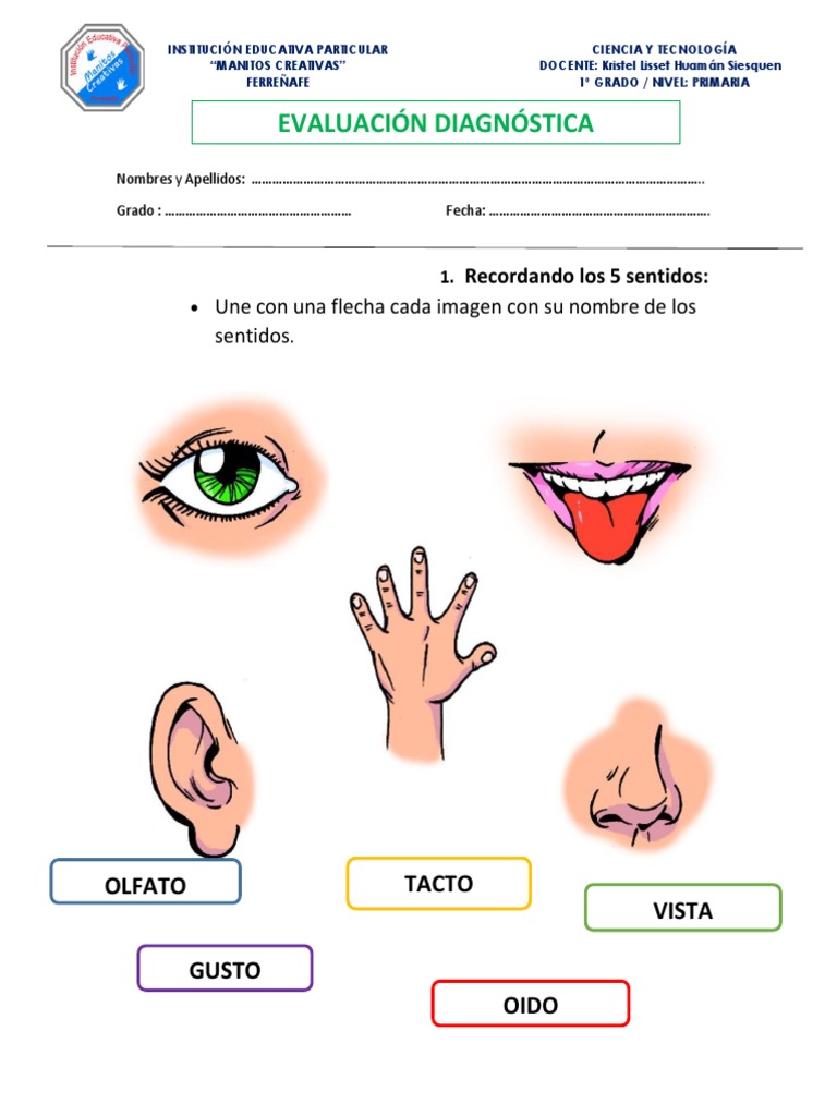 Evaluación Diagnóstica de Sentidos 1° Grado | PDF