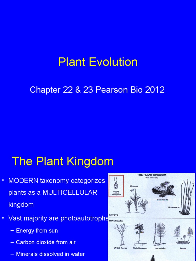 Overview of Plant Evolution and Types | PDF | Plants | Fern