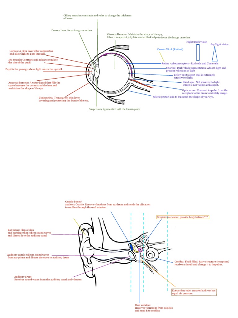 Coordination and response. PT3 2022 PDF Eye Ear