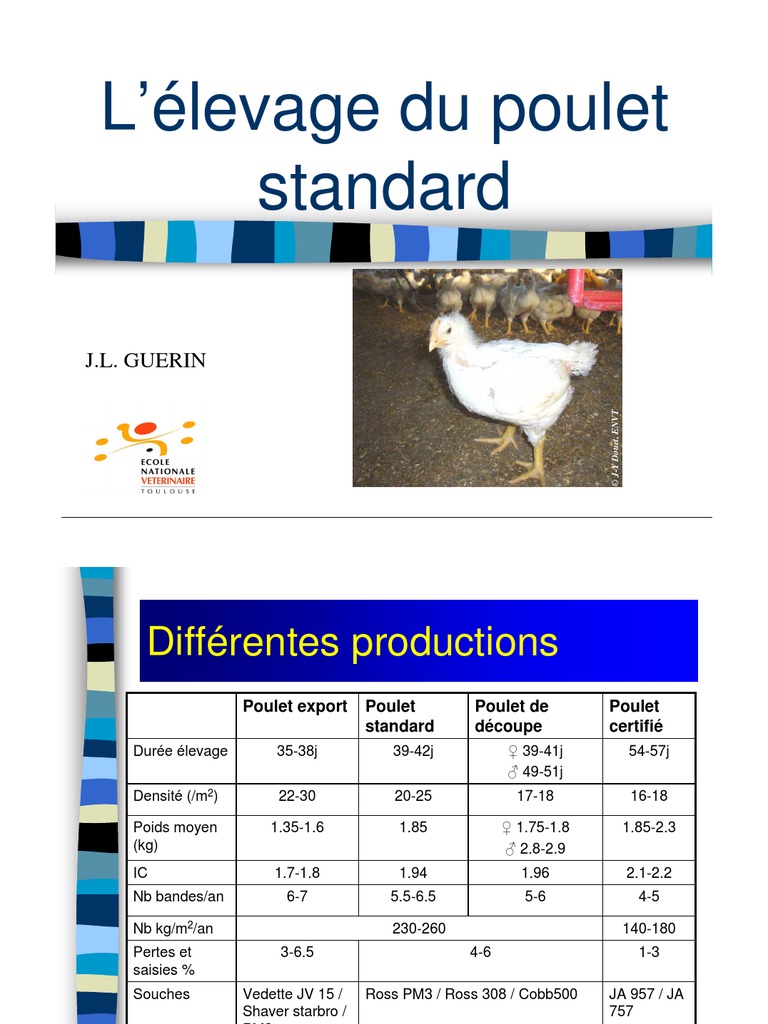 Elevage Du Poulet Standard Bienêtre Nourritures