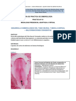 Guía de Practica de Embriología: Desarrollo Embriologico Del Tubo Neural Y Medula Espinal - Malformaciones Congenitas