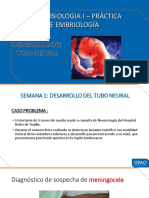 Morfofisiologia I - Práctica de Embriología