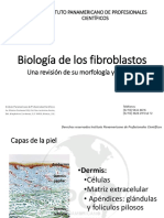 Biología de Los Fibroblastos: Una Revisión de Su Morfología y Función