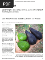 Avocado Ripeness Stages Guide | PDF | Avocado | Edible Fruits