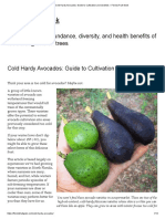 Guide to Growing Cold Hardy Avocados and Their Varieties