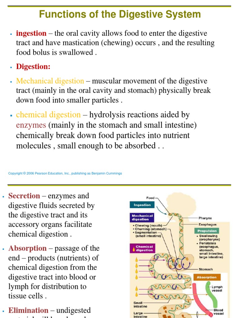 Digestive System Best Note | PDF | Digestion | Pancreas