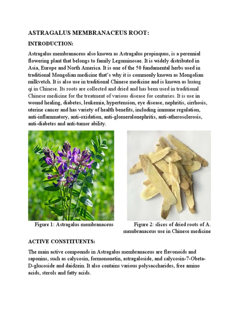 Astragalus membranaceus root PDF
