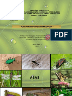 Fundamentos de Entomologia
