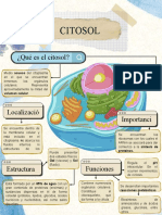 Citosol: ¿Qué Es El Citosol?