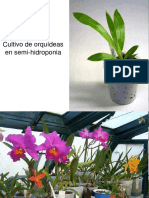 Cultivo de Orquideas en Semi Hidroponia
