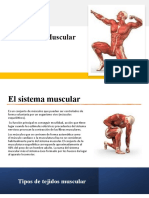 Práctica Sistema Muscular 
