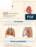 Anatomía Cardiología