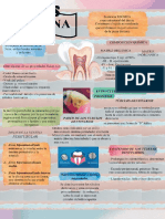 Zonas del esmalte dental