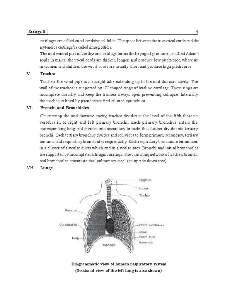 V. Trachea ZoologyII PDF Ventricle (Heart) Atrium (Heart)