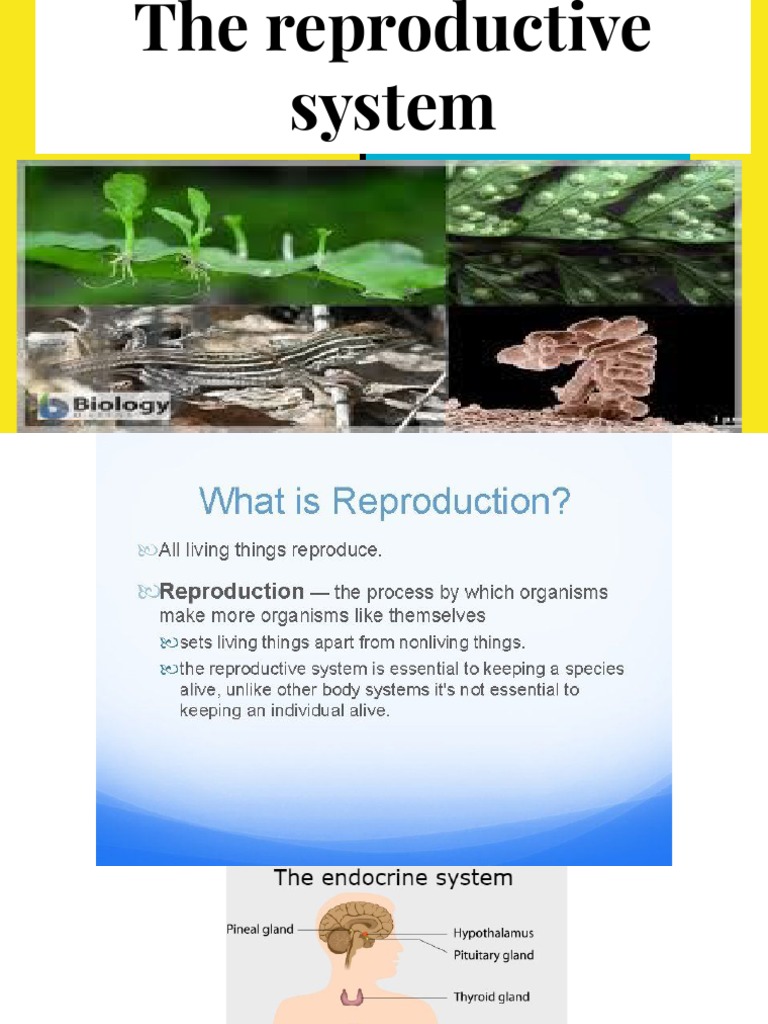 Overview of Human Reproductive System | PDF | Reproductive System ...
