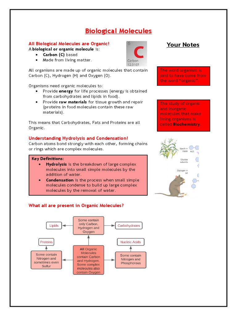 4 Biological Molecules PDF Carbohydrates Proteins