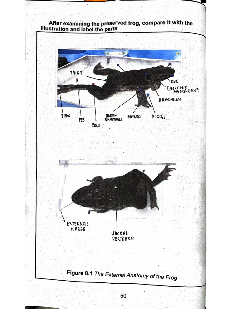 External Anatomy of The Frog | PDF
