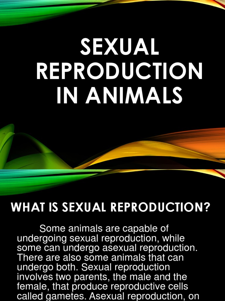 Overview of Animal Sexual Reproduction | PDF | Fertilisation | Sperm