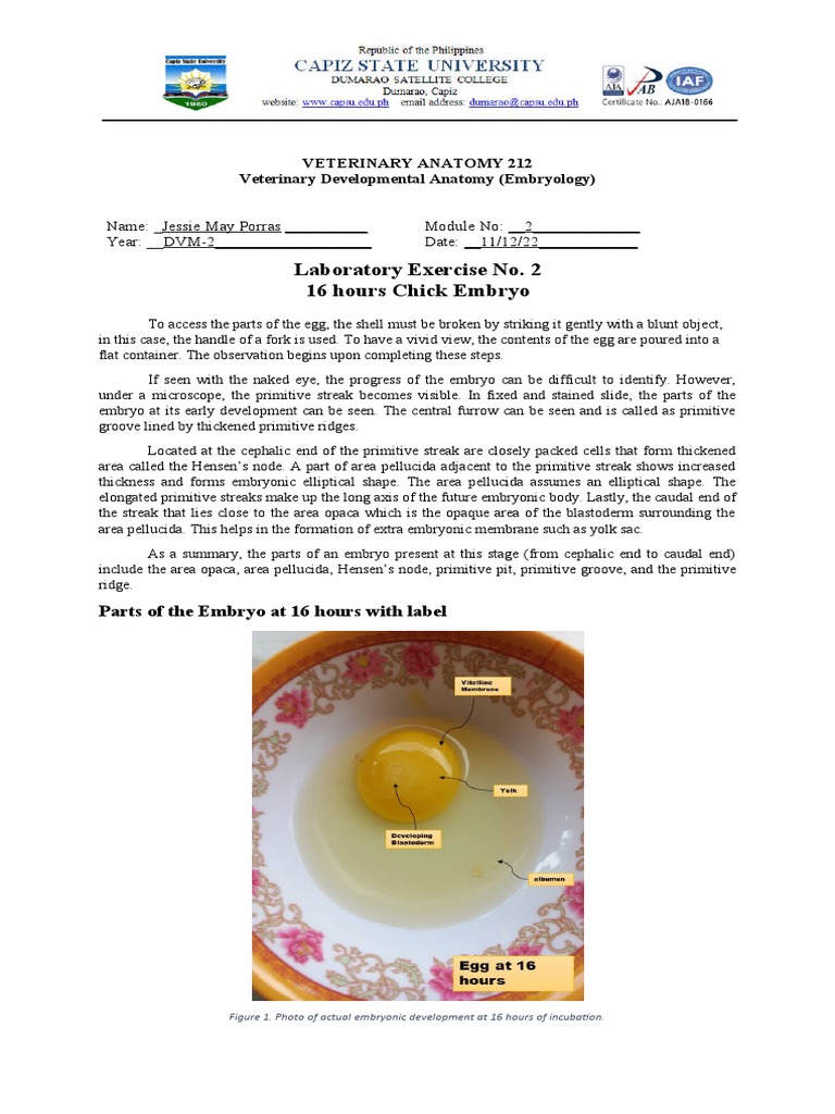 Chick Embryo Development at 16 Hours | PDF