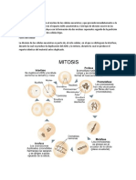 Definición Mitosis