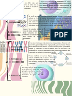 Mapa Conceotual Temas Biologia