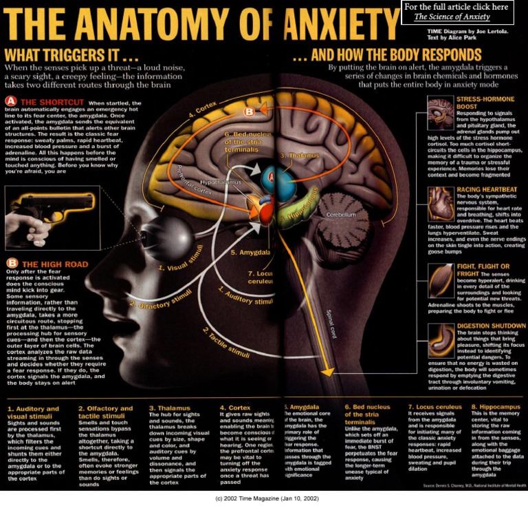 Anatomy of Anxiety | PDF