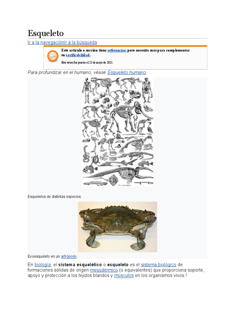 Esqueleto Pdf Esqueleto Vértebra