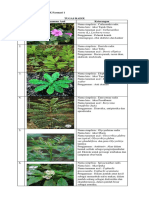 Muhammad Fachry - X Farmasi 1 Tugas Radix No. Gambar Tanaman Asal Keterangan