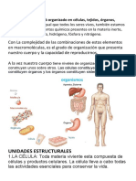 Orhanizacion Del Cuerpo Humano