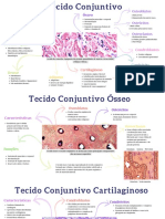 Tecido Conjuntivo Completo