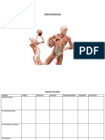 Tabla de Musculos para Completar