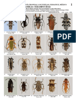 1021 Mexico Cerambycidae of Los Tuxtlas