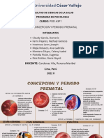 El desarrollo prenatal semana a semana