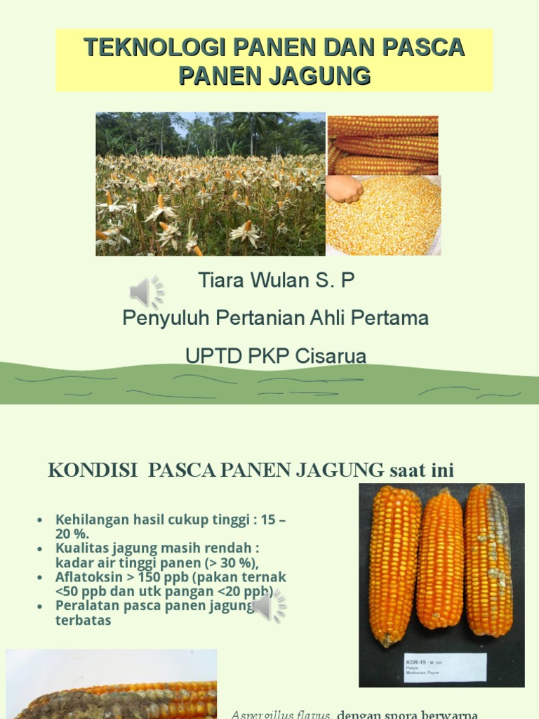 Pasca Panen Jagung PDF Sains & Matematika Teknologi & Rekayasa