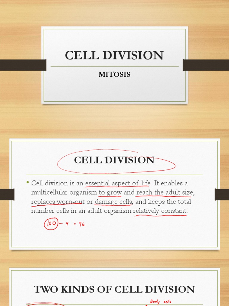 Understanding Mitosis and Cell Division | PDF | Mitosis | Cell Cycle