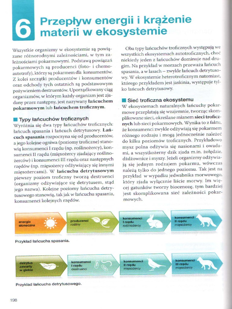 Na Czym Polega Obieg Materii I Przepływ Energii W Ekosystemie Przepływ Energii I Krążenie Materii W Ekosystemie | PDF