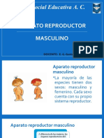 Creación Social Educativa A. C.: Aparato Reproductor Masculino