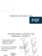 Nucleotides and Nucleic Acids