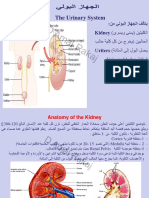 The Urinary System: نم يلوبلا زاهجلا فلأتي: Kidney